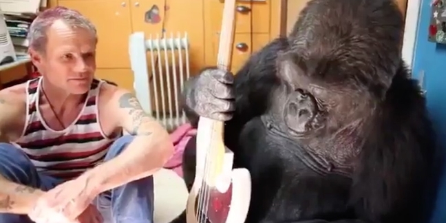 Watch Koko the Gorilla Play Flea’s Bass