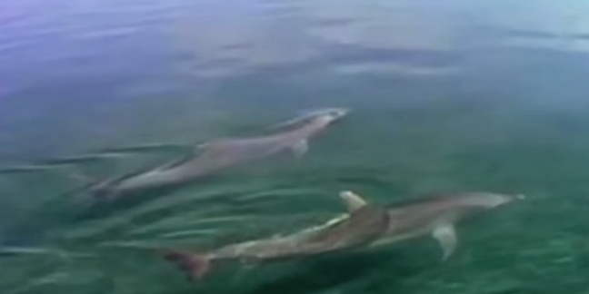 Rustie's "First Mythz" Video Features Tons of Dolphins