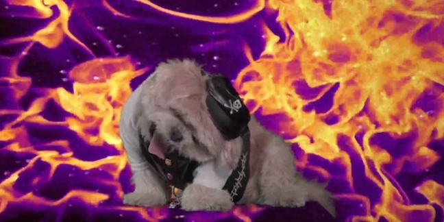 Les Savy Fav's Tim Harrington Directs "National Metal Dogs" Videos for VH1 Classic's "National Metal Day"