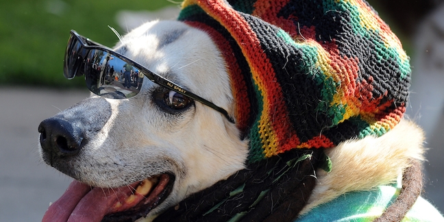 Dogs Love Reggae, New Study Shows